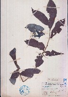 紅算盤子藏品圖，第1張