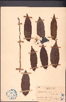 紅算盤子藏品圖，第1張