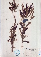 水楊梅藏品圖，第1張