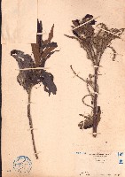 水楊梅藏品圖，第1張