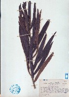 水楊梅藏品圖，第1張