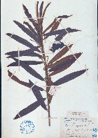 水楊梅藏品圖，第1張