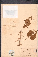 痲瘋樹藏品圖，第1張