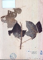 痲瘋樹藏品圖，第1張