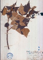 白匏仔藏品圖，第1張