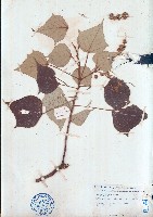 白匏仔藏品圖，第1張
