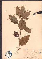 粗糠柴藏品圖，第1張