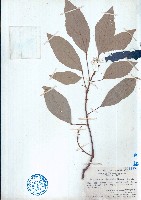 粗糠柴藏品圖，第1張