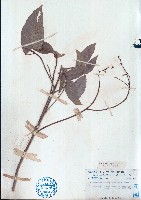 刺果血桐藏品圖，第1張