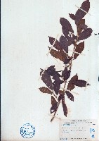 雲南野桐藏品圖，第1張