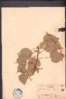 白背葉藏品圖，第1張