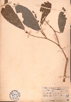 山苦茶藏品圖，第1張