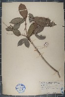 山苦茶藏品圖，第1張