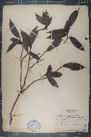 粗毛野桐藏品圖，第1張