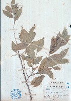 小盤木藏品圖，第1張