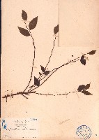 紅葉下珠藏品圖，第1張