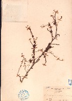 小果葉下珠藏品圖，第1張