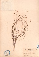 海南葉下珠藏品圖，第1張