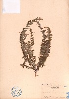 海南葉下珠藏品圖，第1張