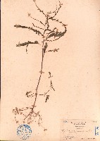 葉下珠藏品圖，第1張