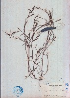 地楊桃藏品圖，第1張