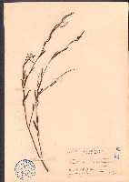 地楊桃藏品圖，第1張