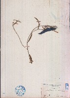 地楊桃藏品圖，第1張