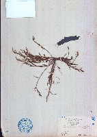 地楊桃藏品圖，第1張