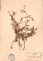 地楊桃藏品圖，第1張
