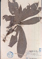 異葉三寶木藏品圖，第1張