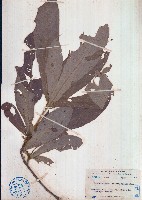 異葉三寶木藏品圖，第1張