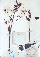 嶺南酸棗藏品圖，第1張