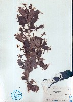 小葉山檨子藏品圖，第1張