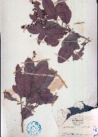 小葉山檨子藏品圖，第1張