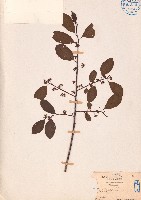 鐵冬青藏品圖，第1張