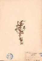 刺裸實、北仲藏品圖，第1張