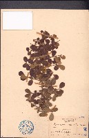 刺裸實、北仲藏品圖，第1張