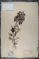 刺裸實、北仲藏品圖，第1張