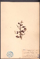 刺裸實、北仲藏品圖，第1張