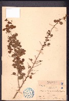 刺裸實、北仲藏品圖，第1張