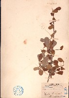 刺裸實、北仲藏品圖，第1張