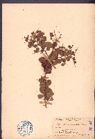 刺裸實、北仲藏品圖，第1張