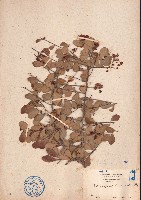 刺裸實、北仲藏品圖，第1張