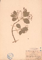 日本衛矛藏品圖，第1張