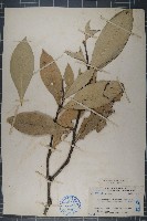 木樨假衛矛藏品圖，第1張