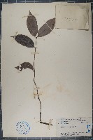 五層龍藏品圖，第1張