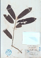 海南粗絲木藏品圖，第1張