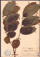 赤才藏品圖，第1張