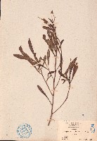 車桑子藏品圖，第1張