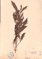 車桑子藏品圖，第1張